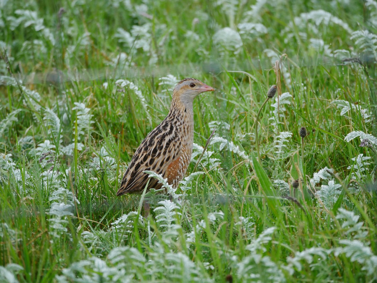 Corn Crake - ML598449711