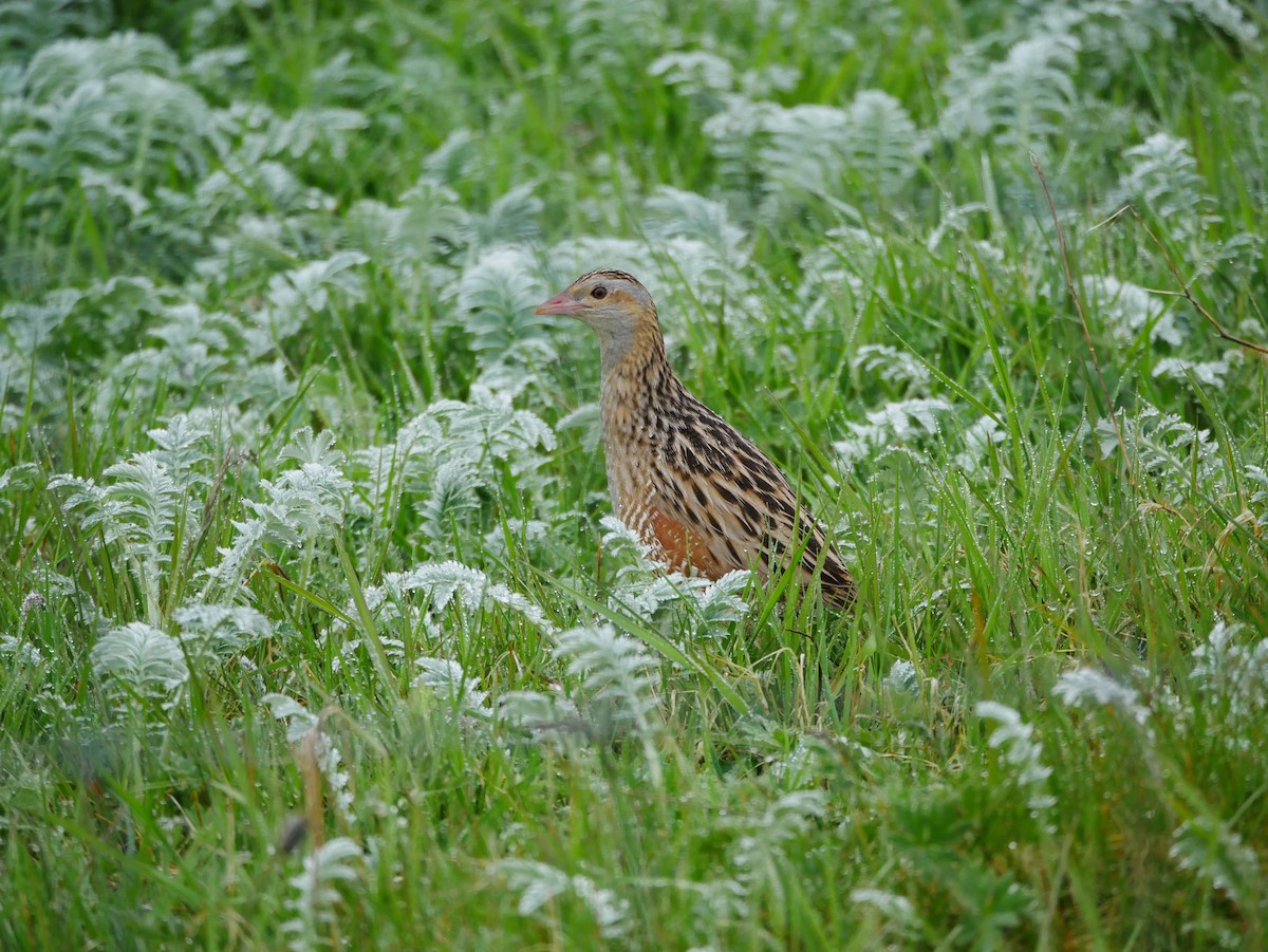 Corn Crake - ML598449731