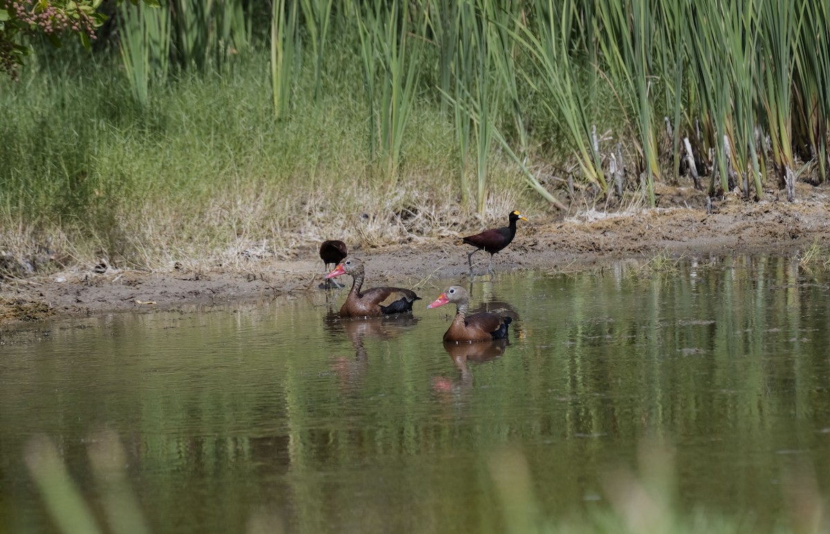 Black-bellied Whistling-Duck - Rolando Tomas Pasos Pérez