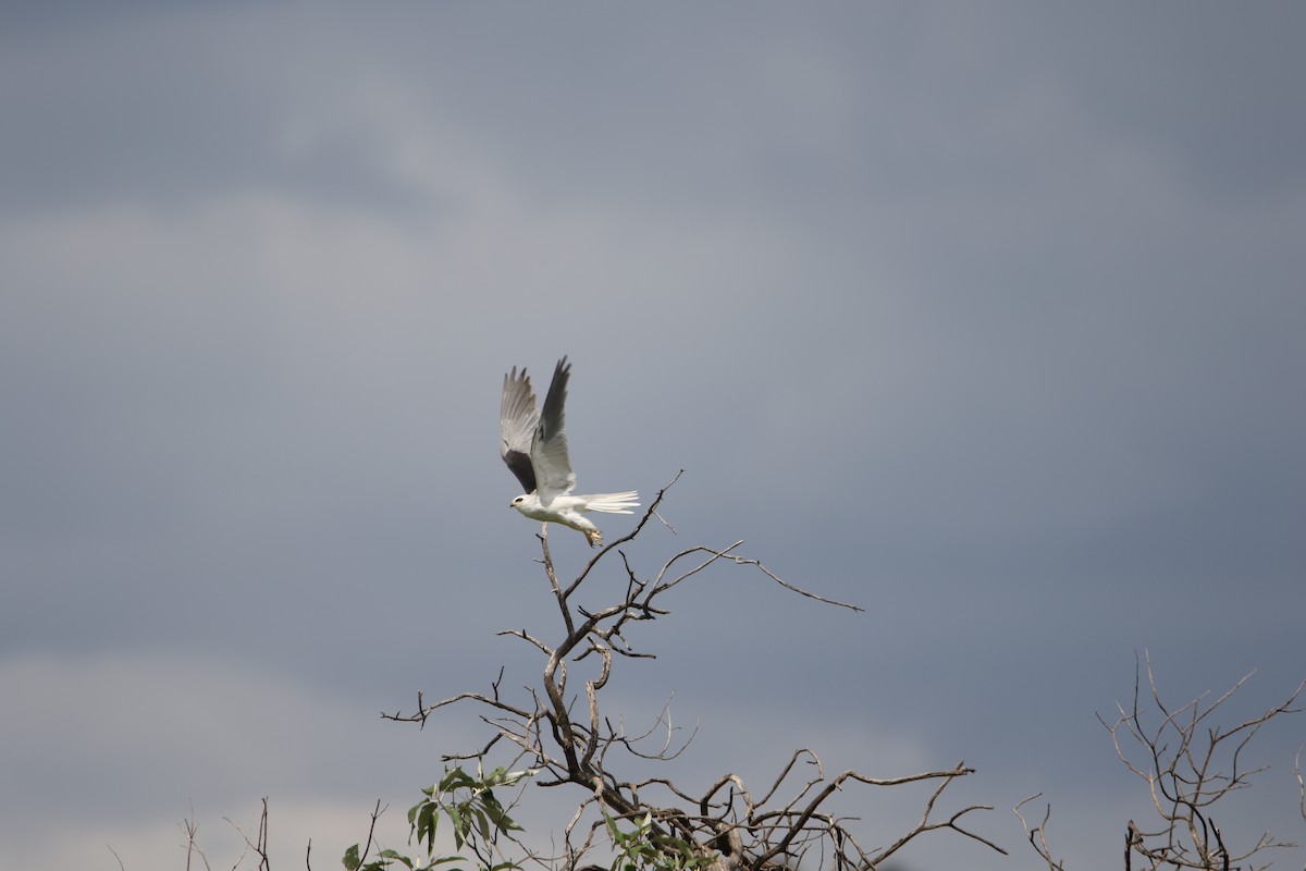 White-tailed Kite - ML598450151