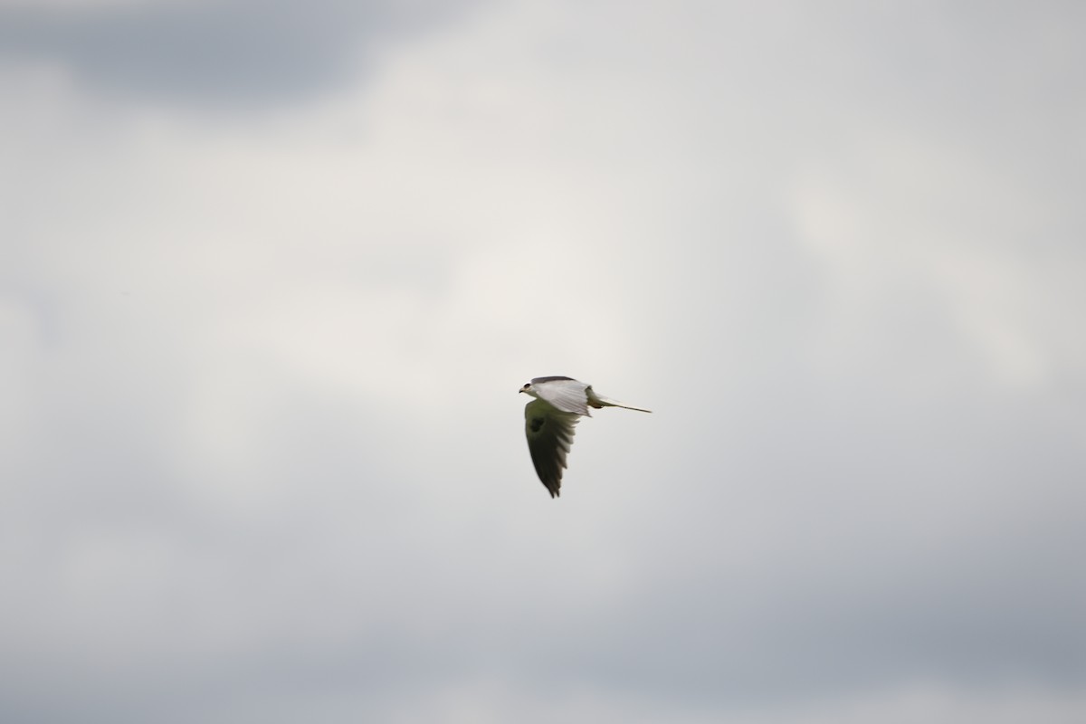 White-tailed Kite - ML598450371