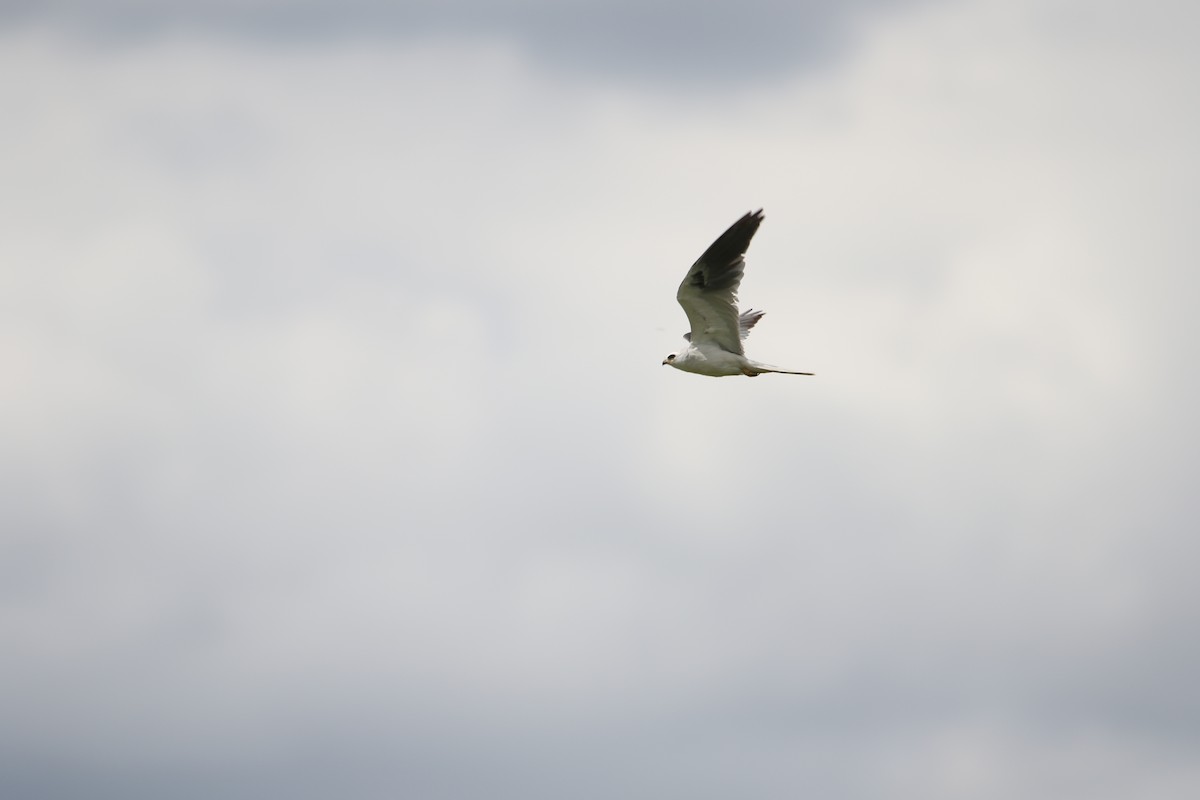 White-tailed Kite - ML598450381