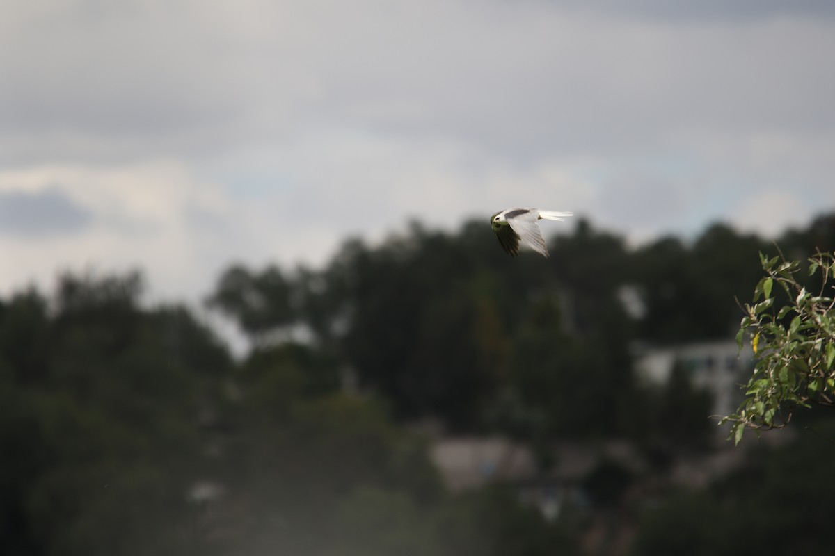 White-tailed Kite - ML598450391