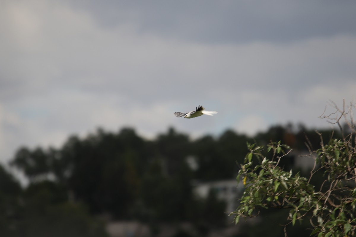 White-tailed Kite - ML598450401