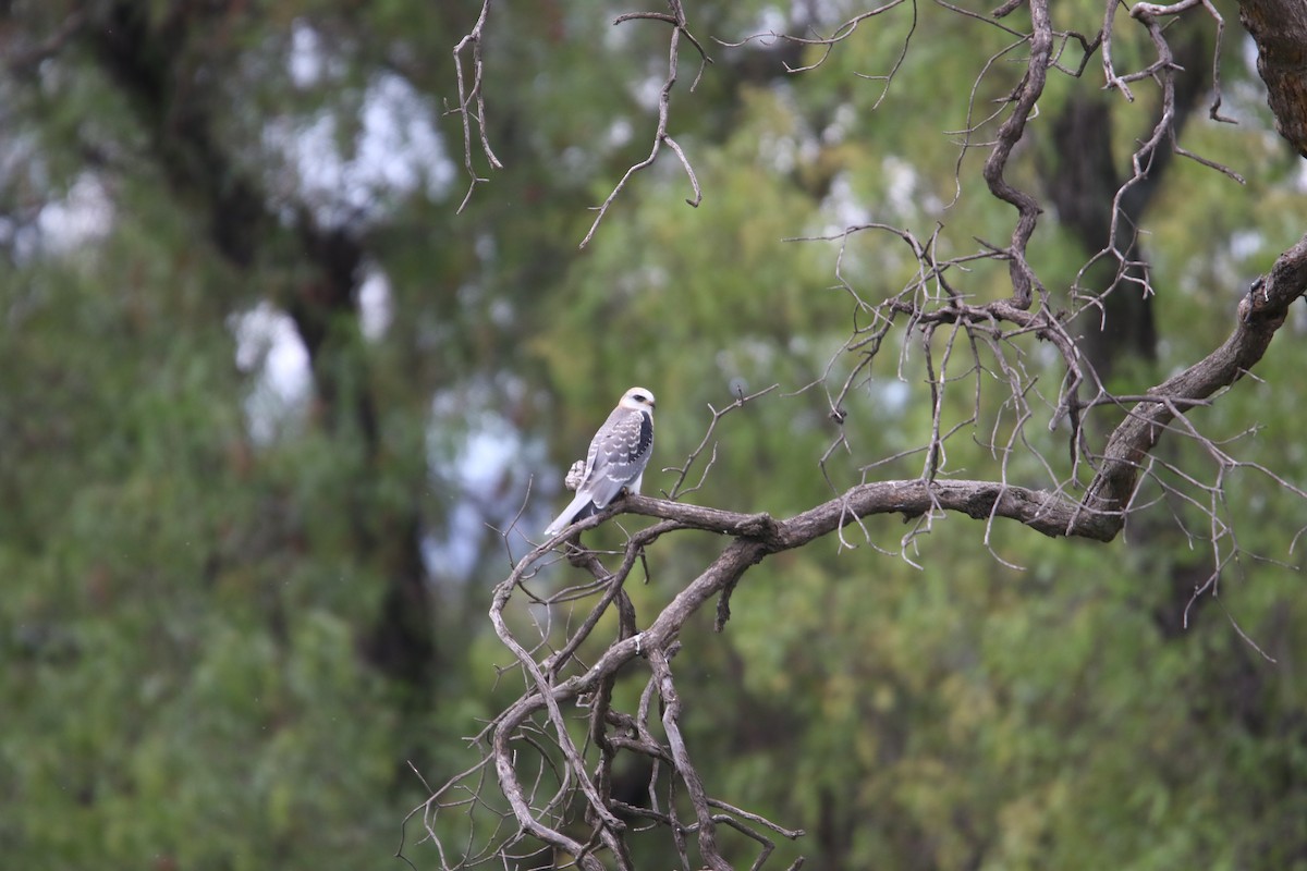 White-tailed Kite - L. Ernesto Perez Montes (The Mexican Violetear 🦉)