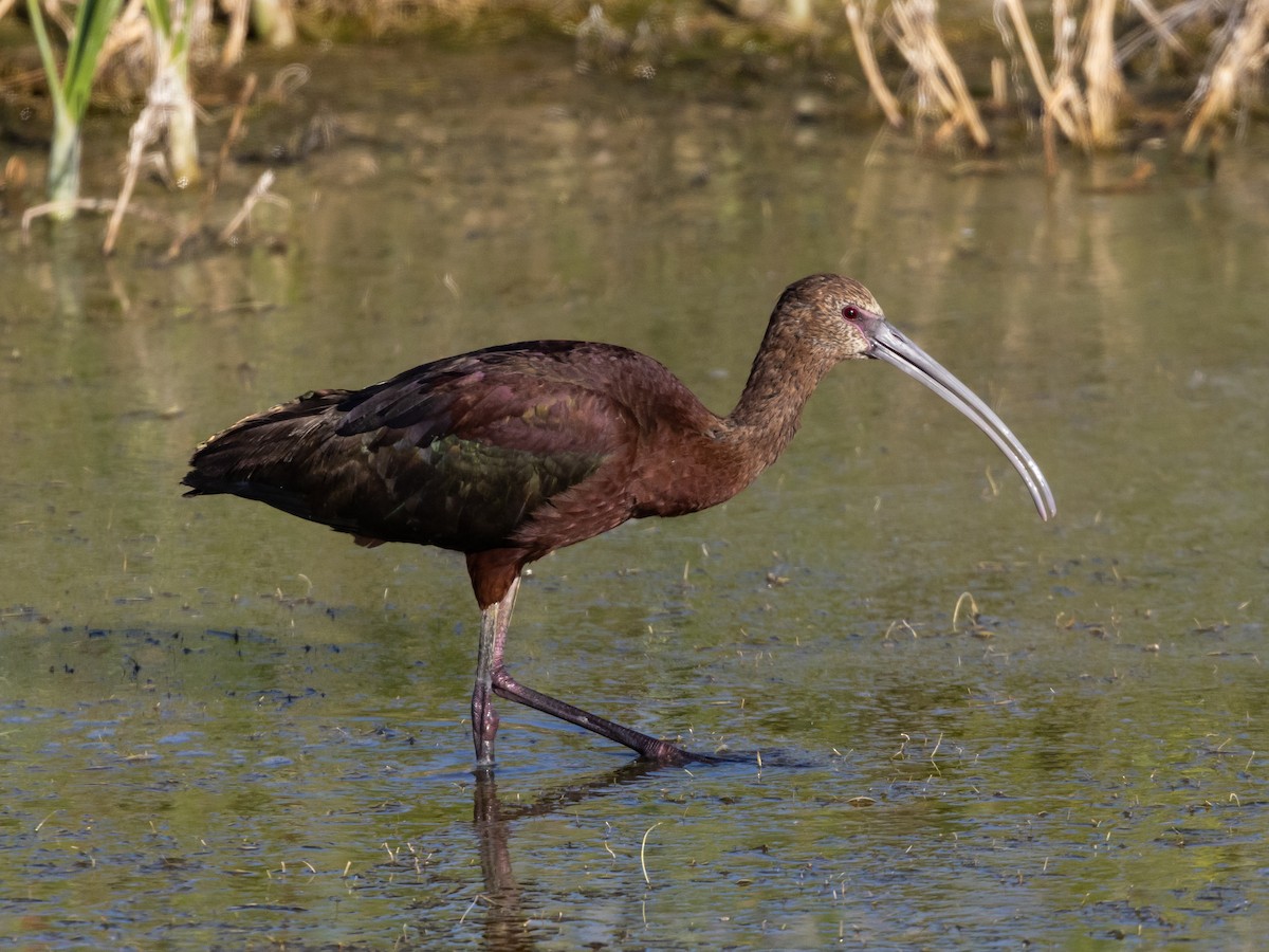 ibis americký - ML598451781