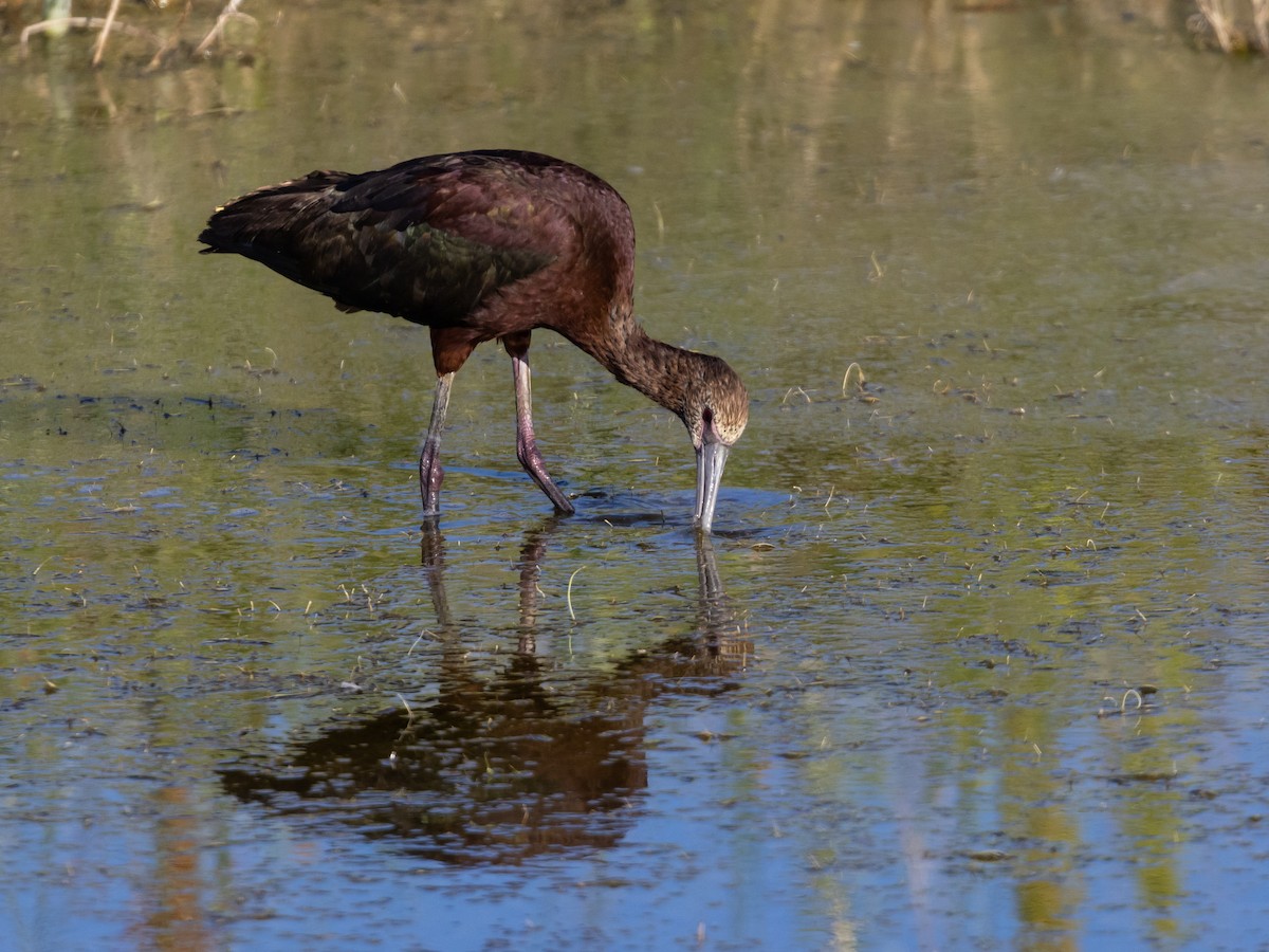 White-faced Ibis - ML598451791