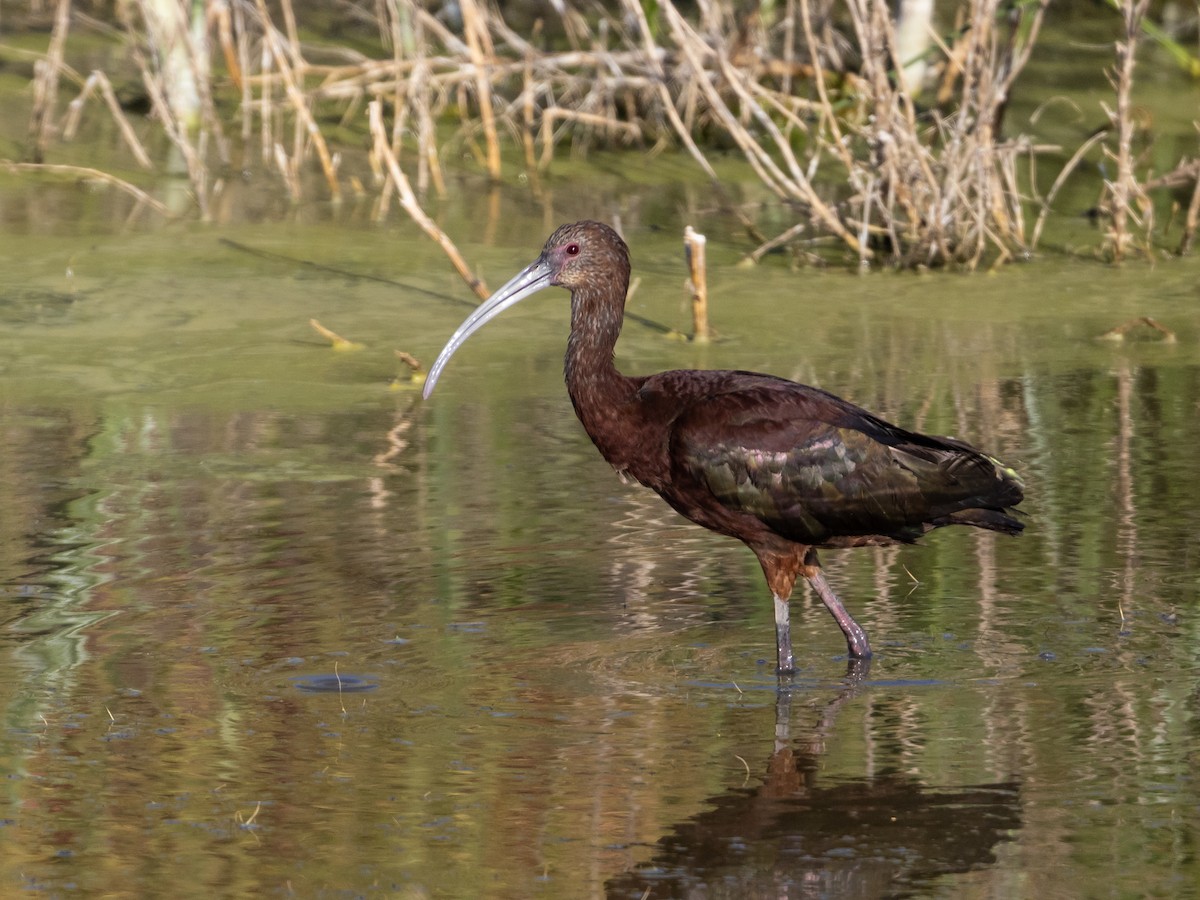 ibis americký - ML598451811