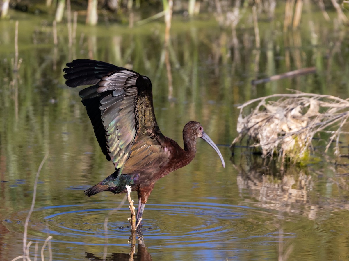 White-faced Ibis - Angus Wilson