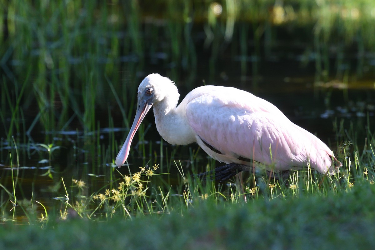 Roseate Spoonbill - ML598452351