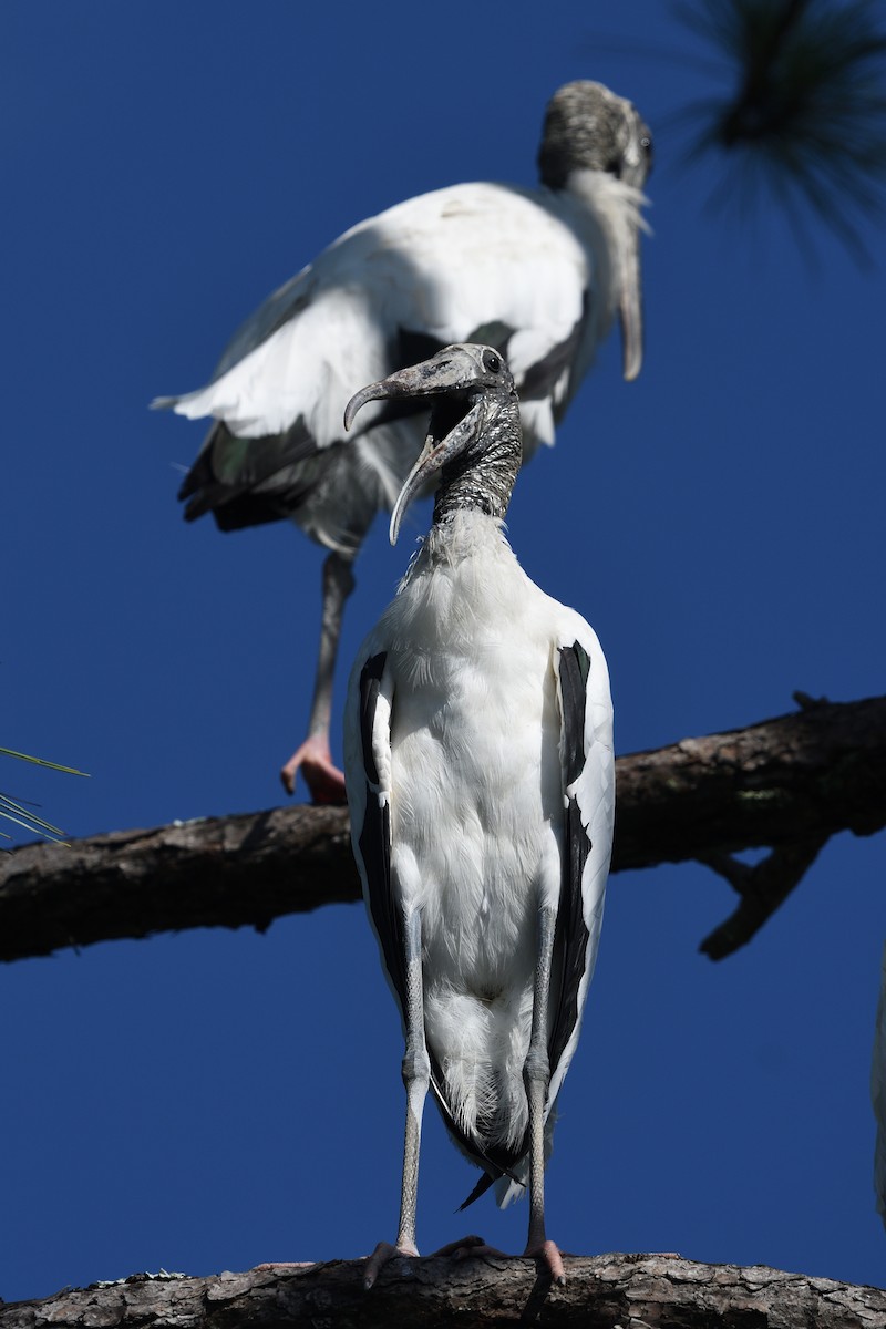 Wood Stork - ML598452371