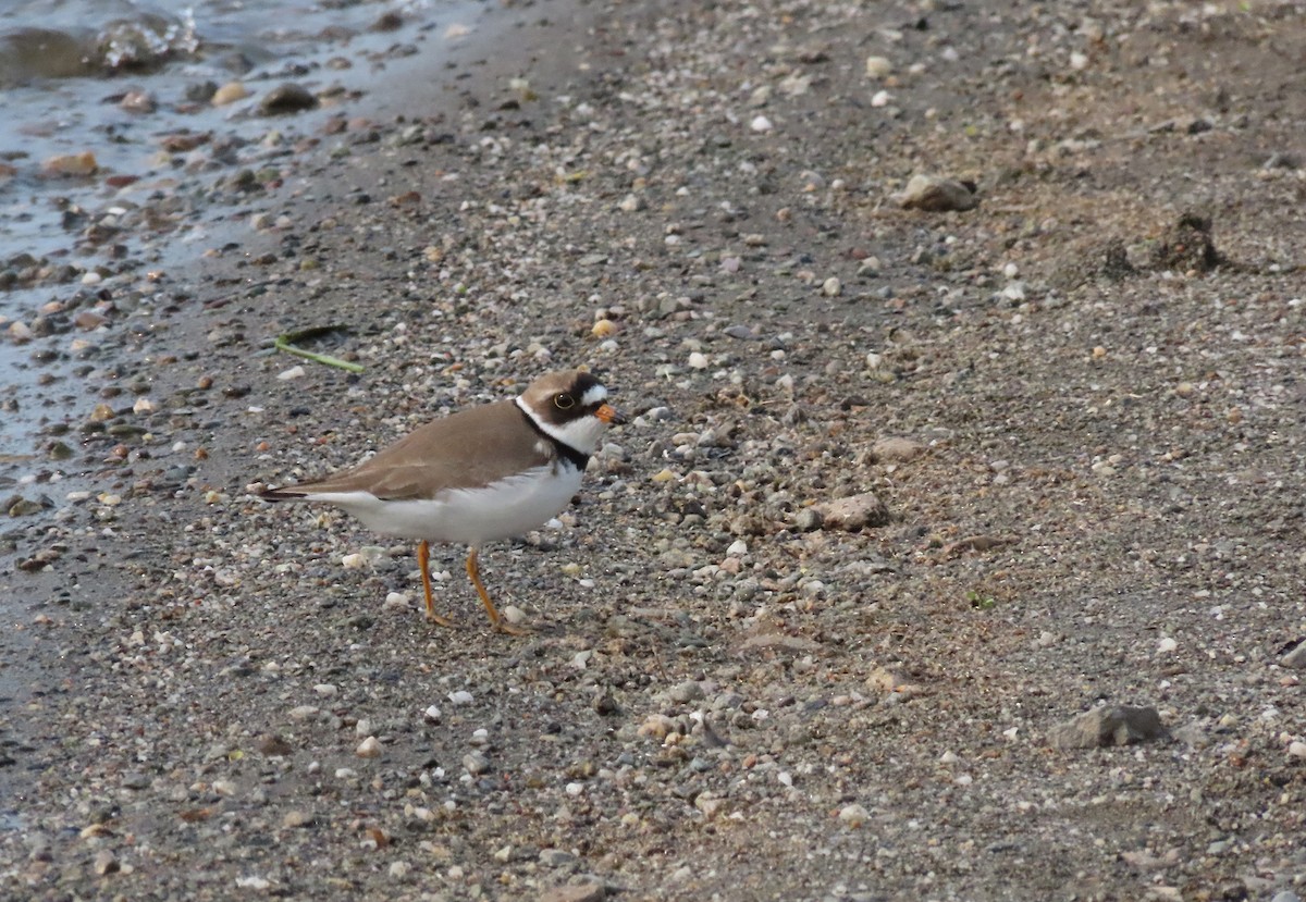 Semipalmated Plover - ML598452451