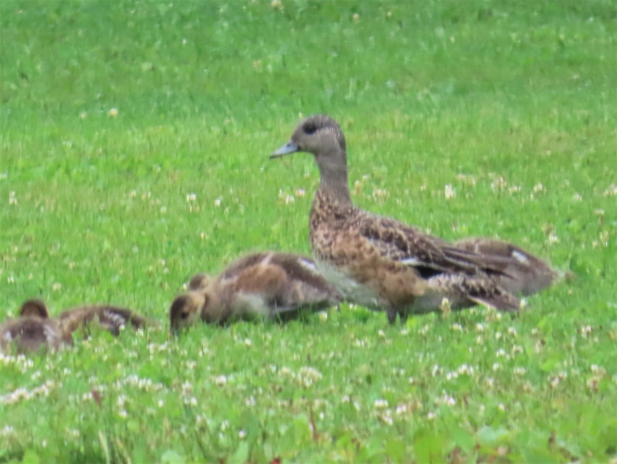 American Wigeon - ML598452481