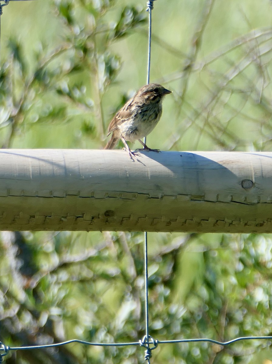 Song Sparrow - ML598453001