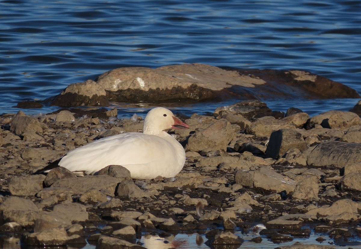 Snow Goose - ML598453041