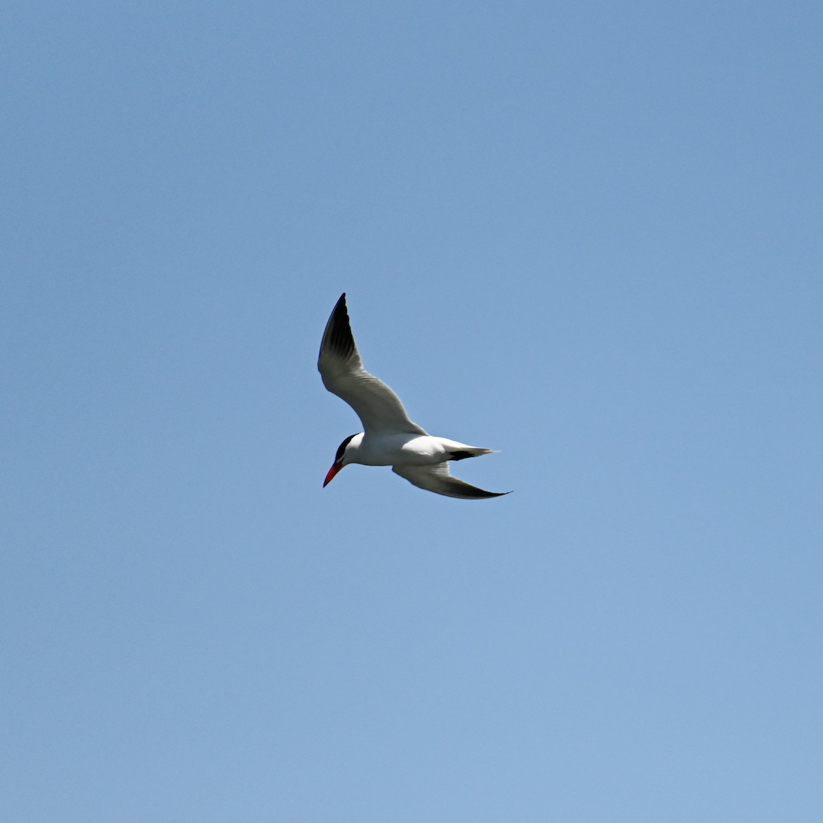 Caspian Tern - ML598453201