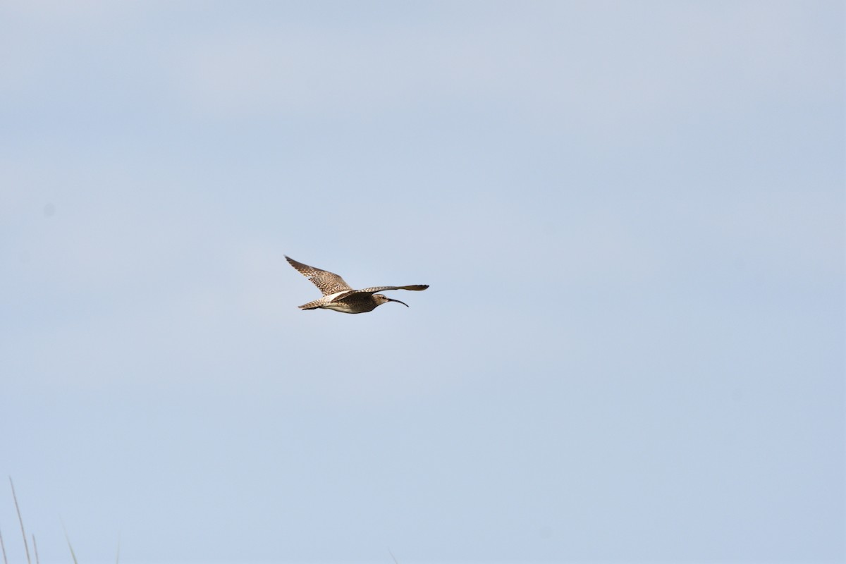 Whimbrel - Alejandro Gómez Vilches