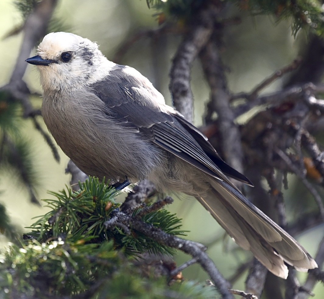 Canada Jay - Dean Silvers