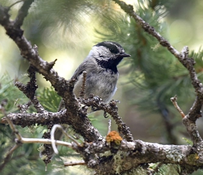 Mountain Chickadee - Dean Silvers