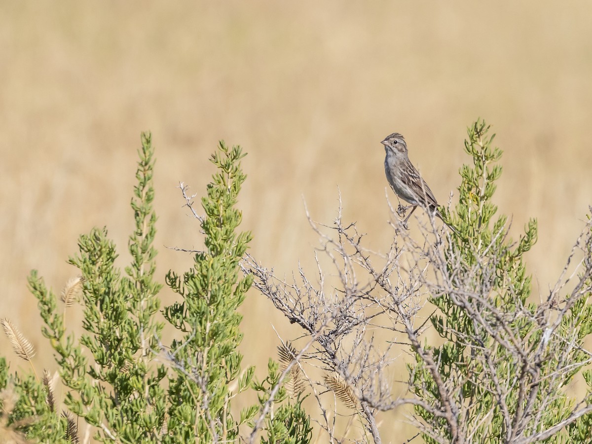 Brewer's Sparrow - ML598455071