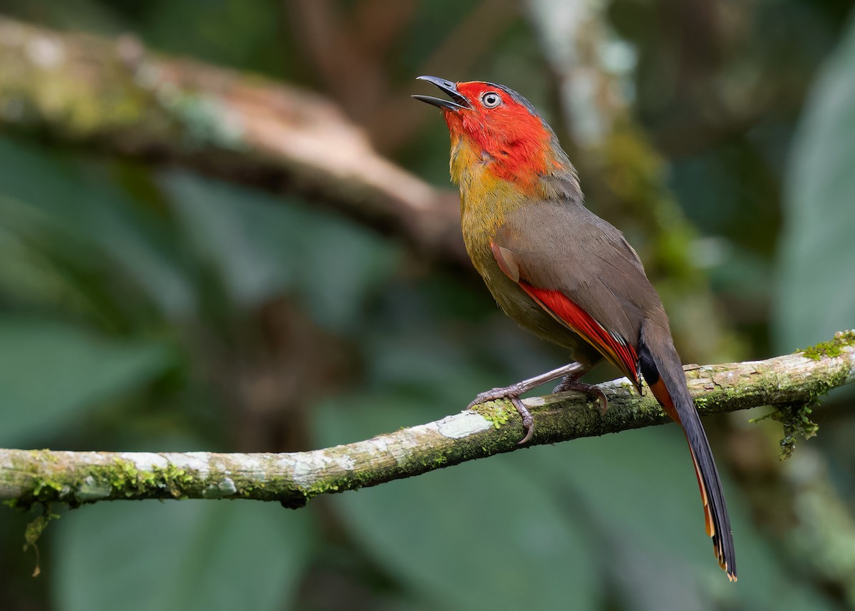 Scarlet-faced Liocichla - Ayuwat Jearwattanakanok