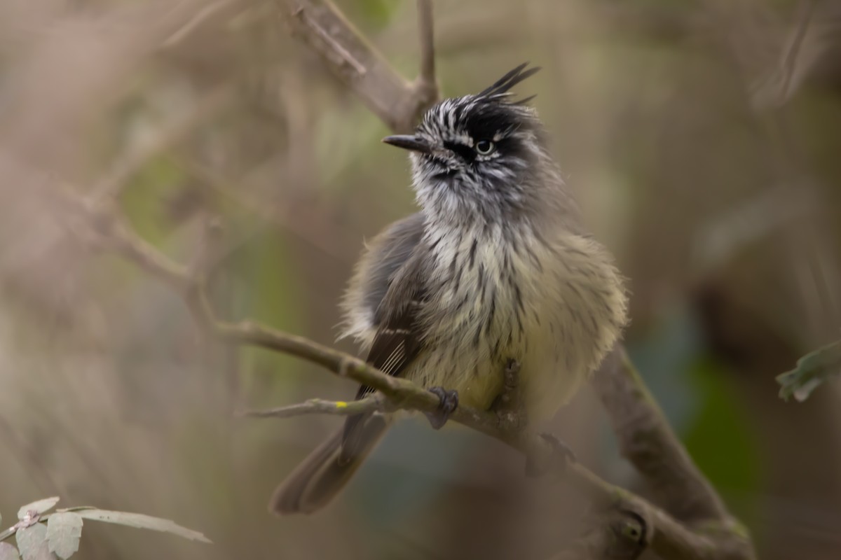 Tufted Tit-Tyrant - ML598455201