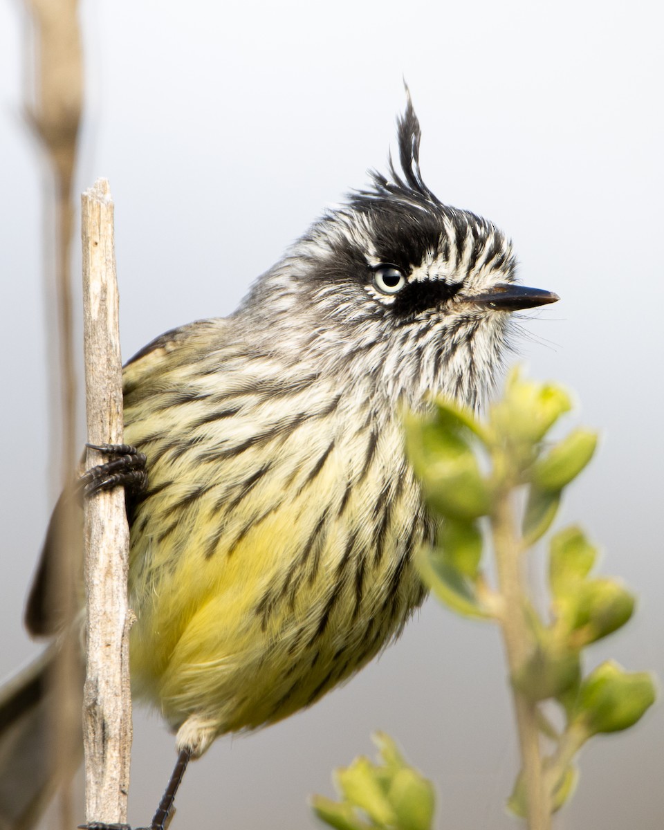 Tufted Tit-Tyrant - ML598455211