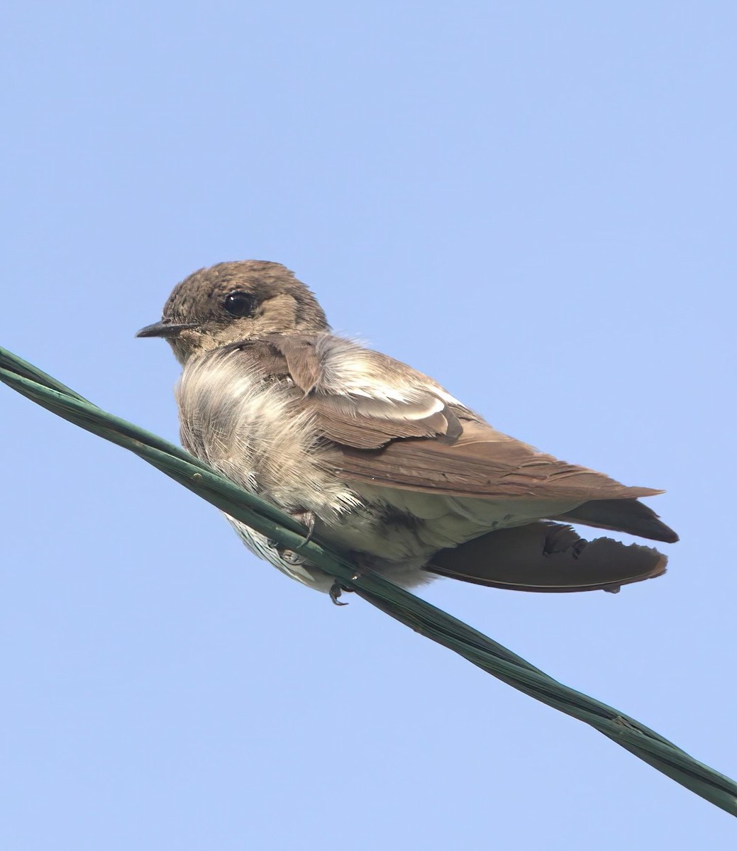 Golondrina Aserrada - ML598456031