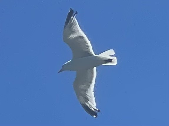 Goéland argenté - ML598456151