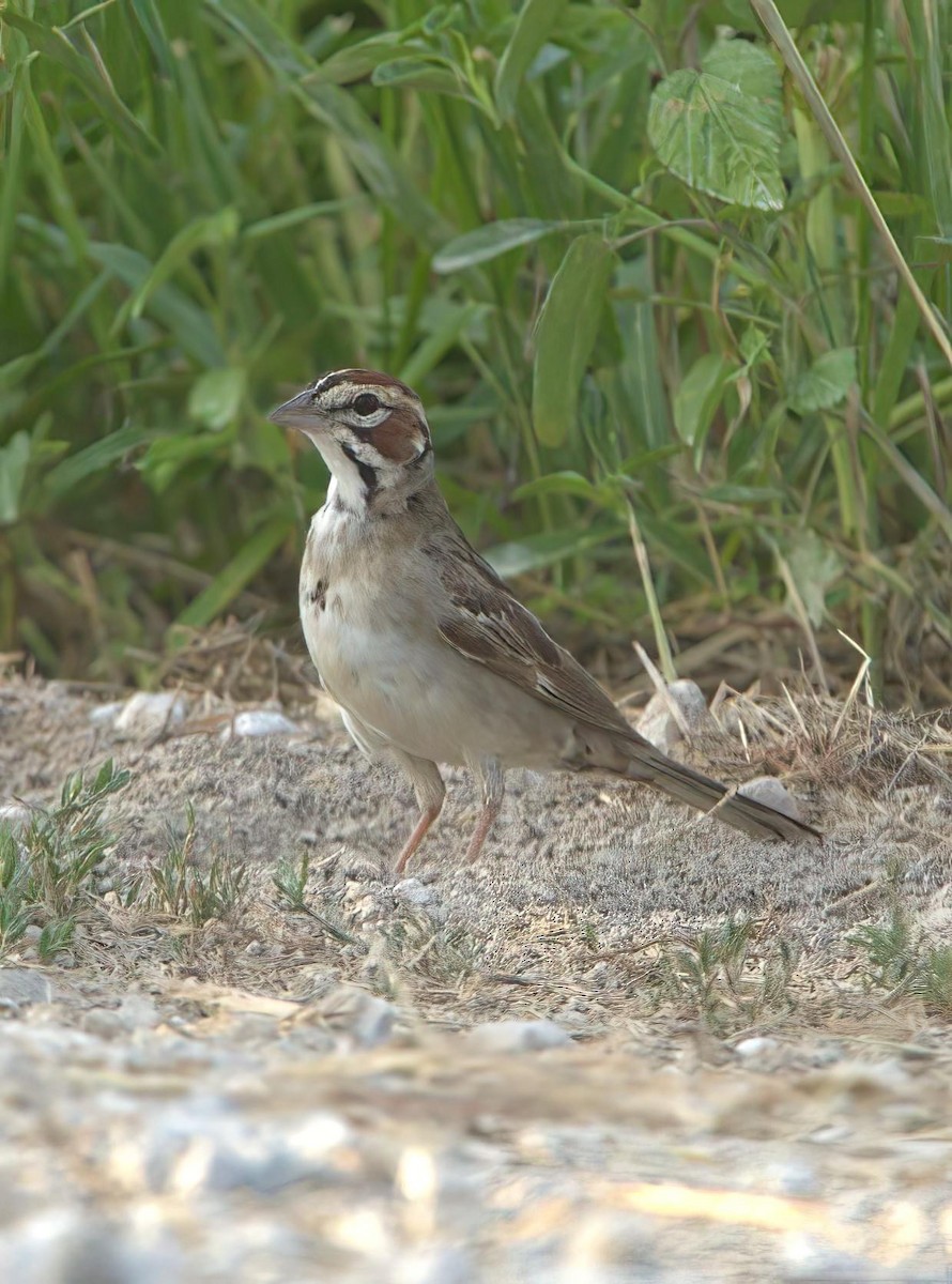 Lark Sparrow - ML598456181