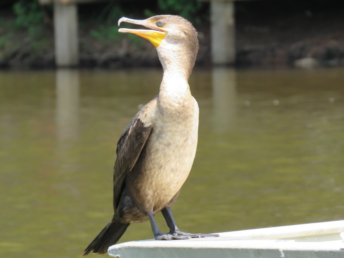 Double-crested Cormorant - ML59845621