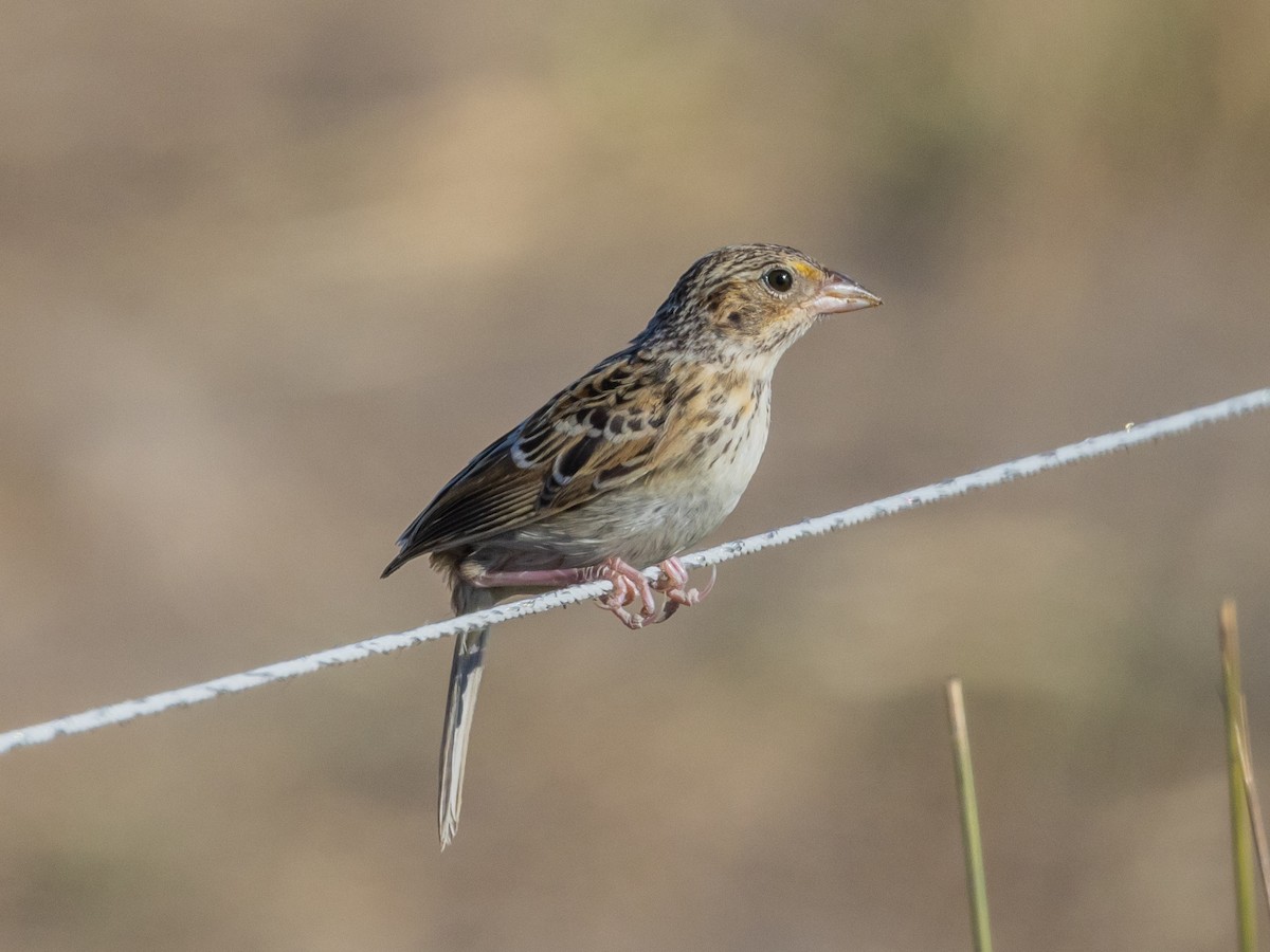 Grasshopper Sparrow - ML598456331
