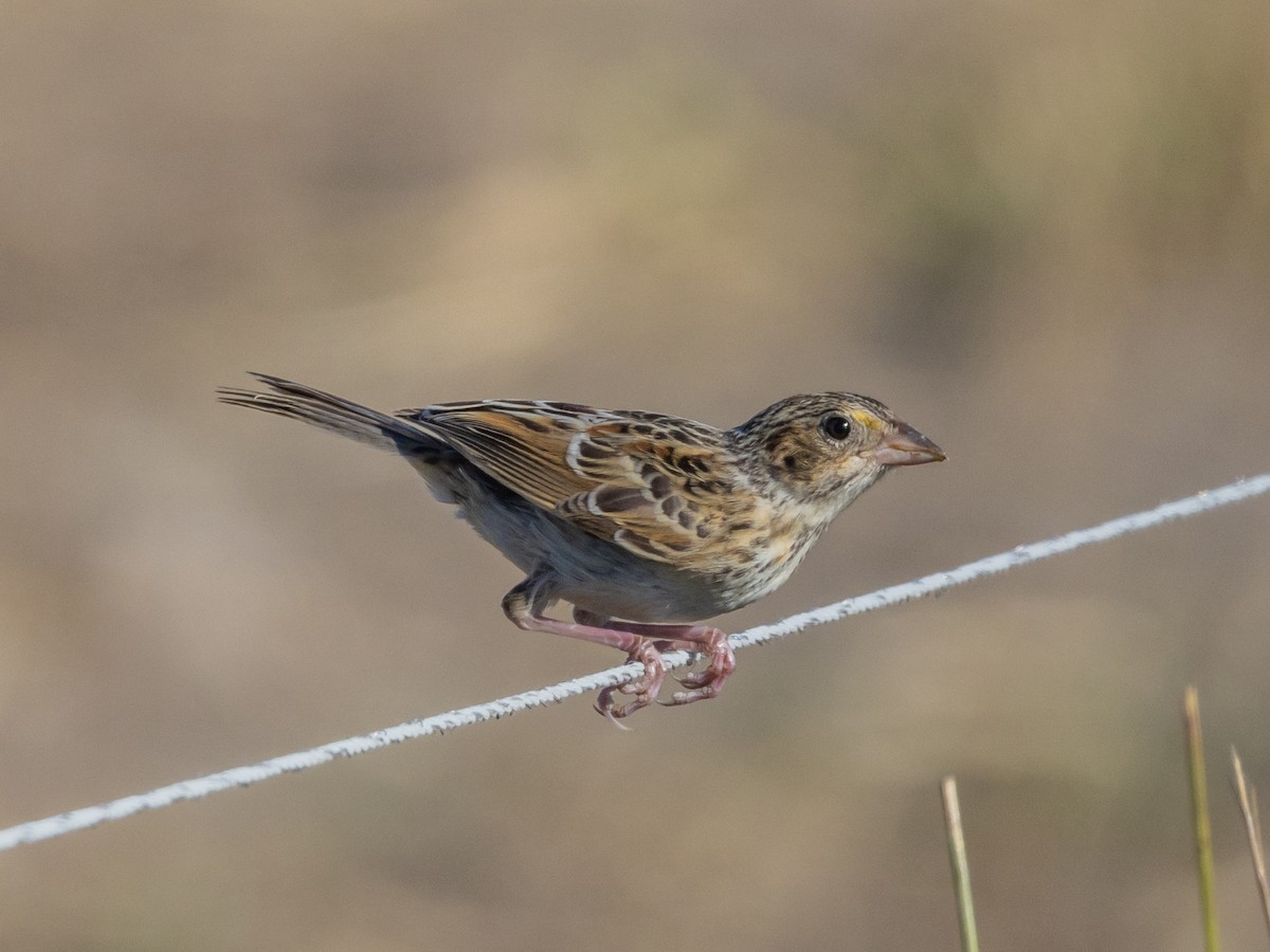 Grasshopper Sparrow - ML598456341