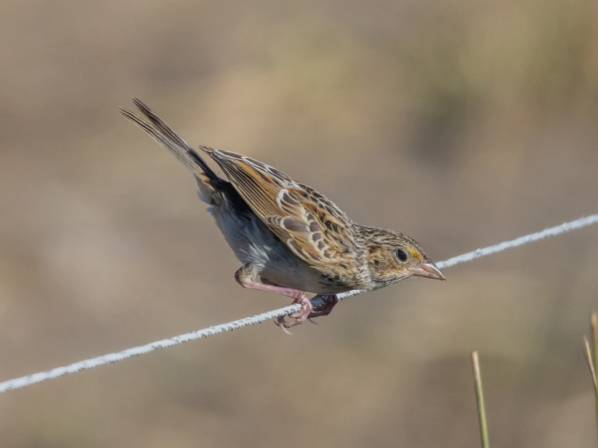Grasshopper Sparrow - Angus Wilson