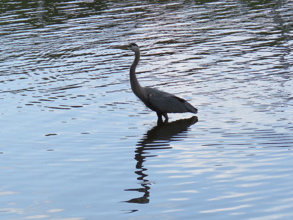 Great Blue Heron - ML59845671