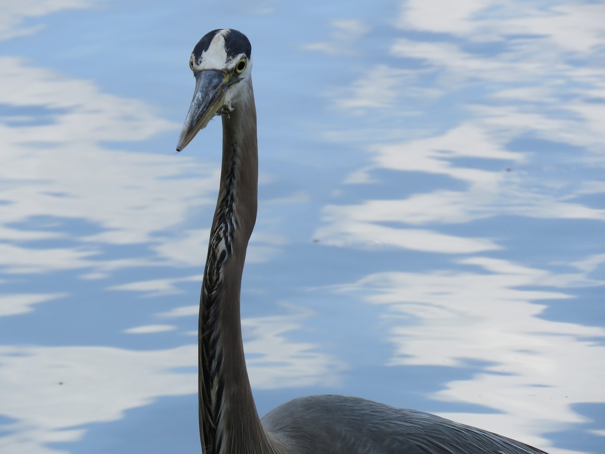 Great Blue Heron - ML59845681