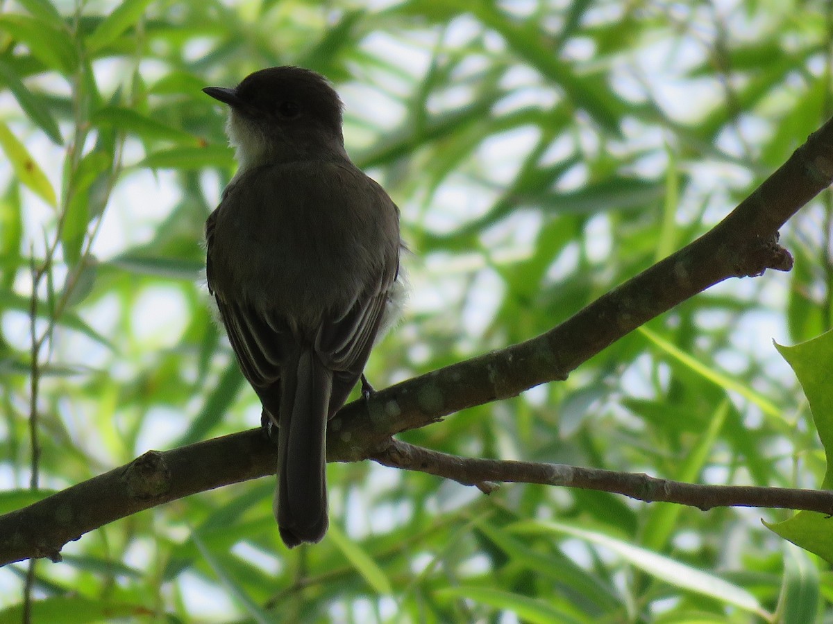 Eastern Phoebe - ML59845781