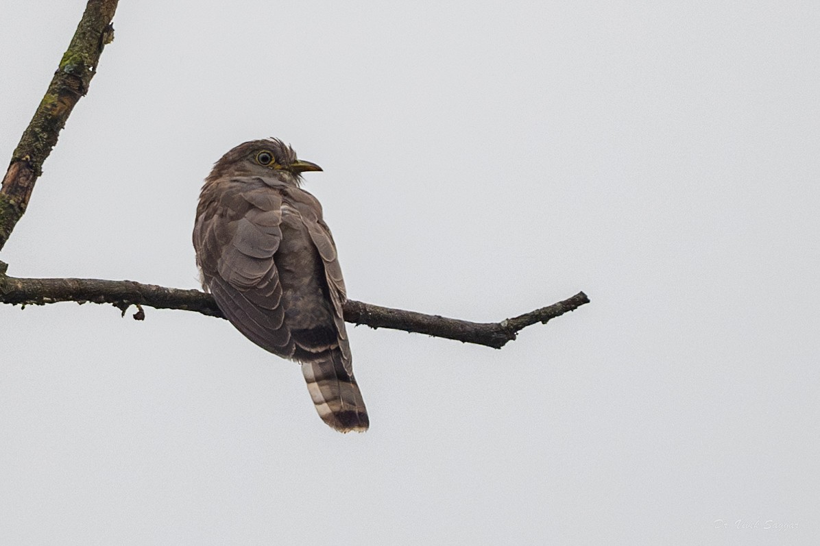 Common Hawk-Cuckoo - ML598458431