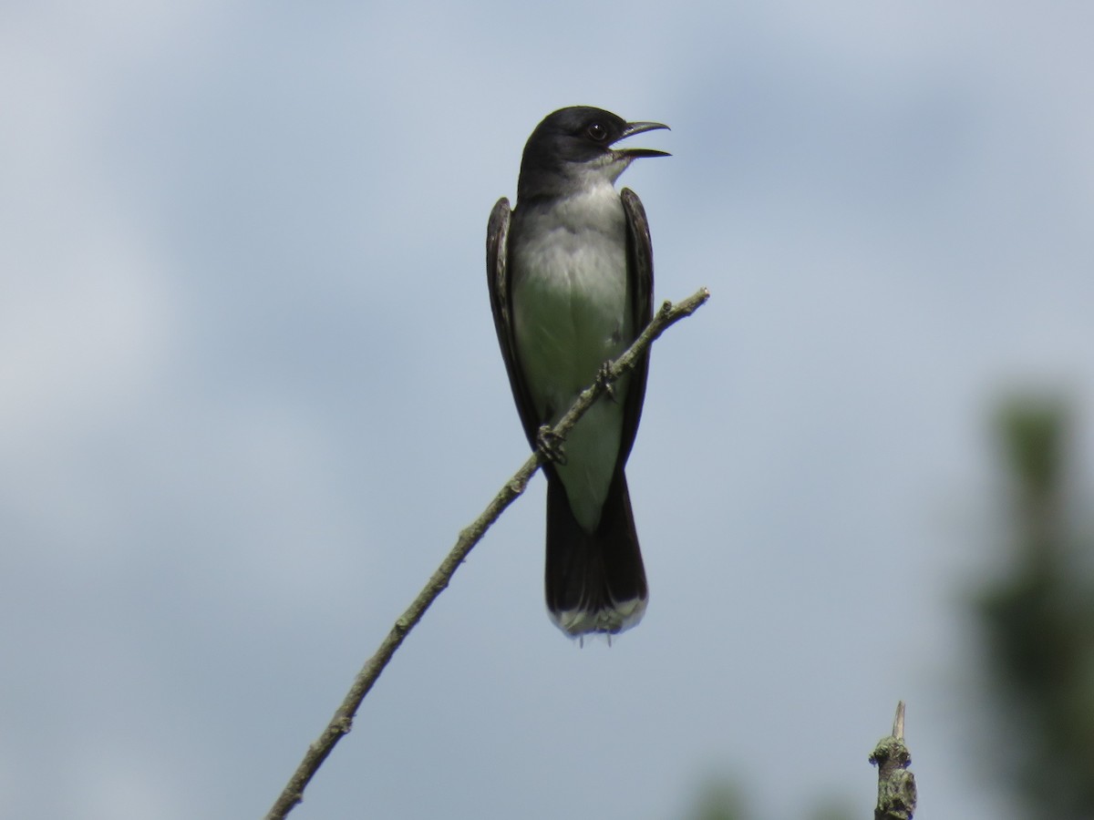 Eastern Kingbird - ML59845871