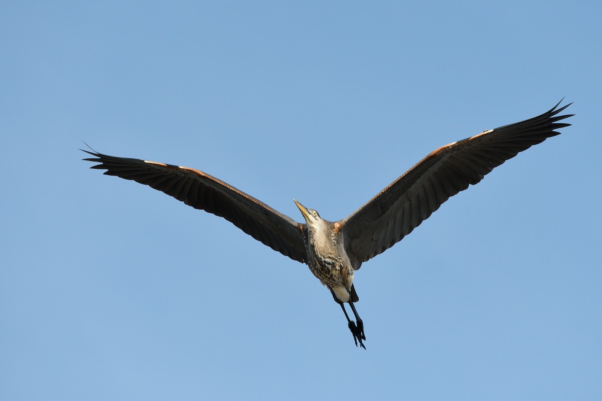 Great Blue Heron - Jean-Daniel Fiset