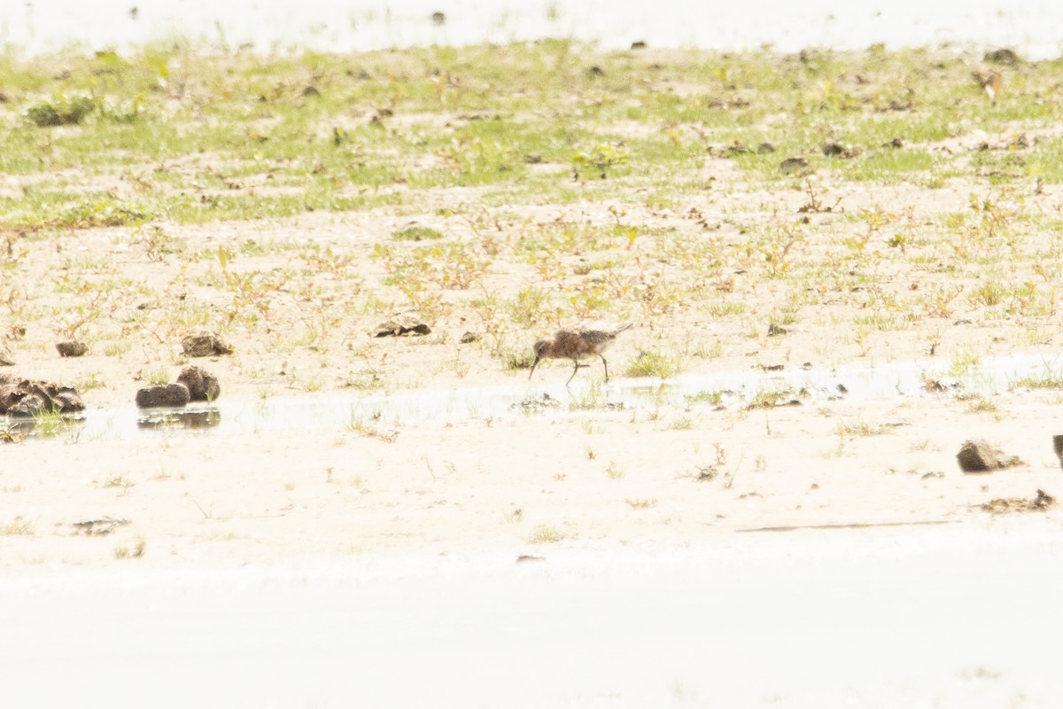 Curlew Sandpiper - ML598459401