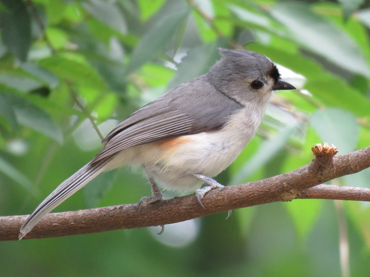 Tufted Titmouse - ML59846001