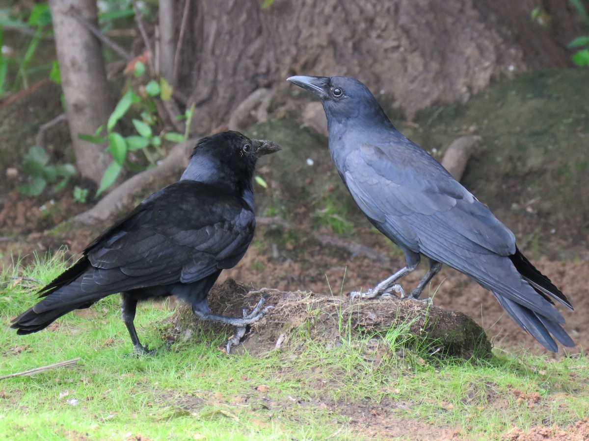 Fish Crow - ML59846131