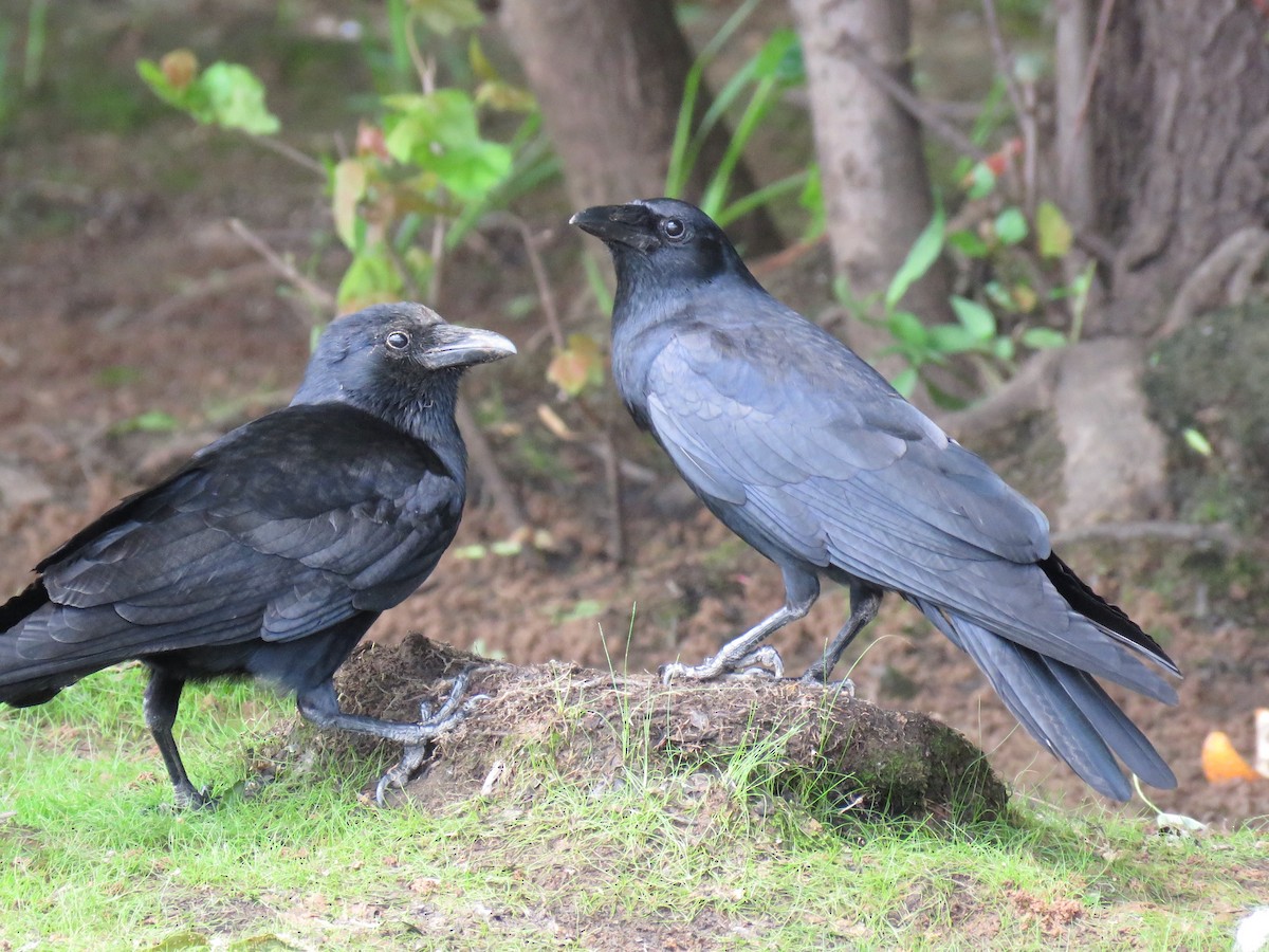 Fish Crow - ML59846141
