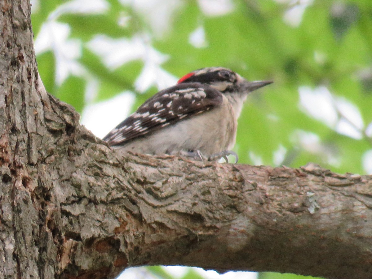 Downy Woodpecker - ML59846151