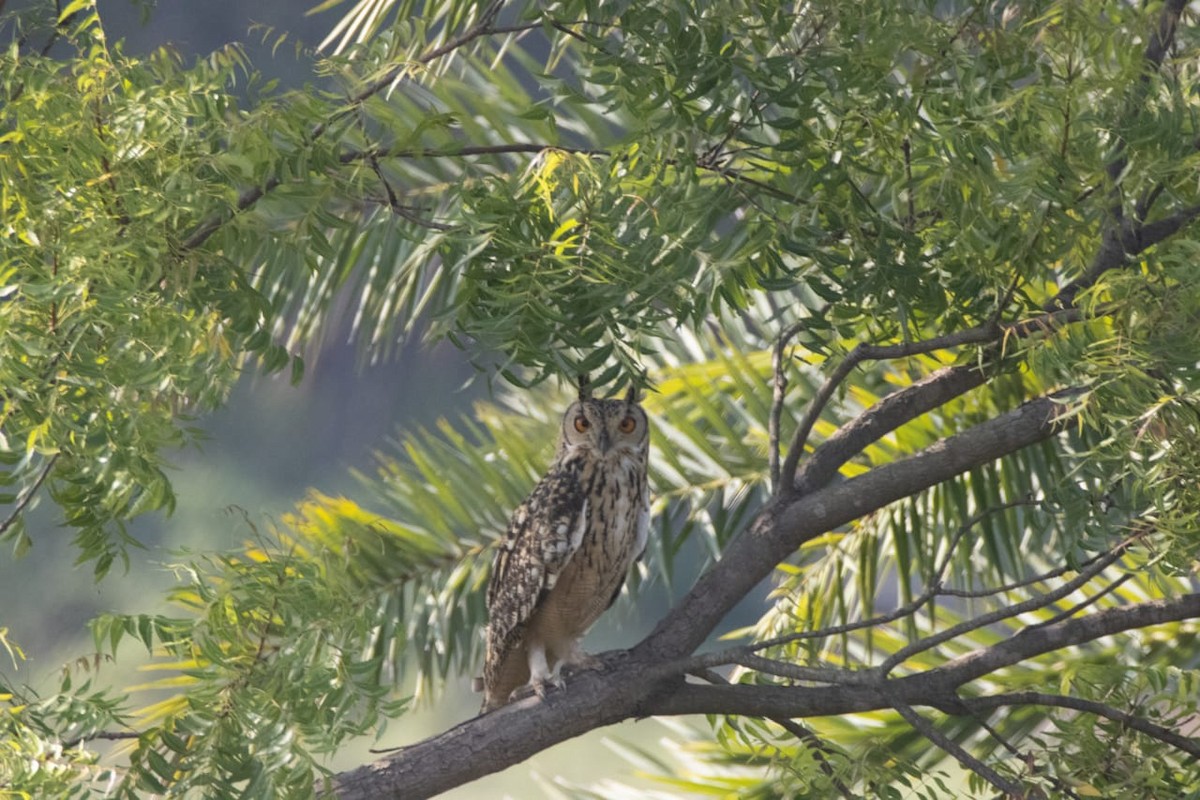 Rock Eagle-Owl - ML598461911