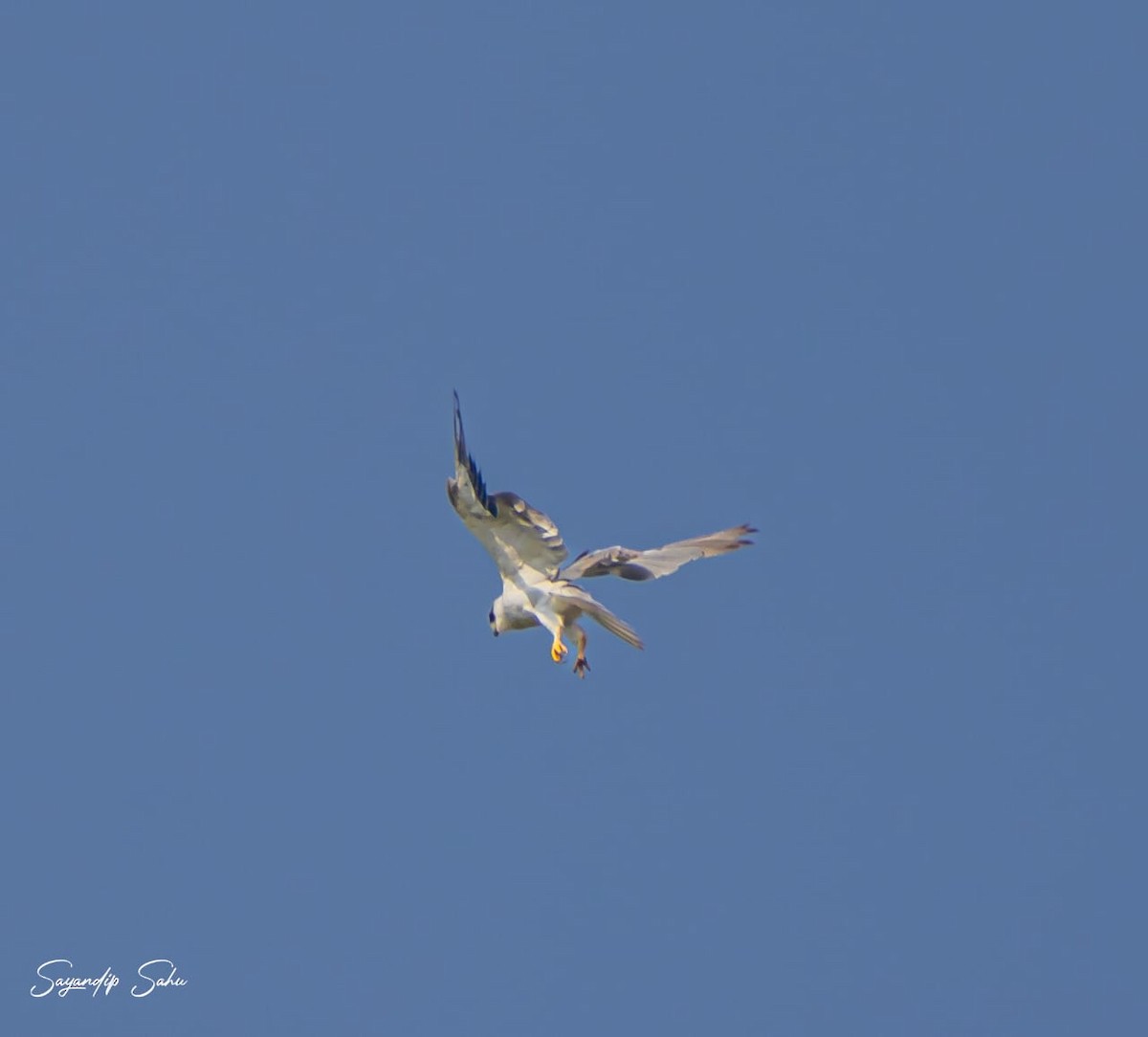 Black-winged Kite - ML598462021