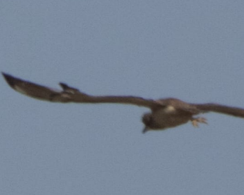 Indian Thick-knee - Sayandip  Sahu