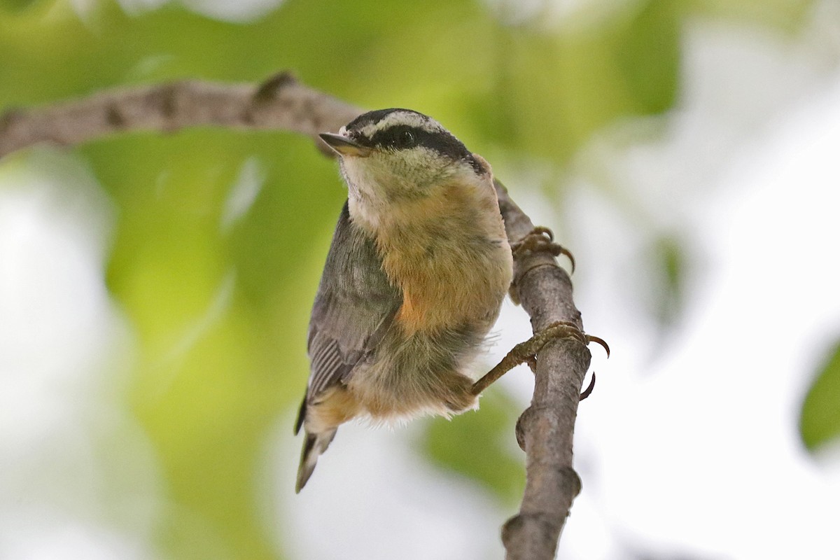 Red-breasted Nuthatch - ML598462841