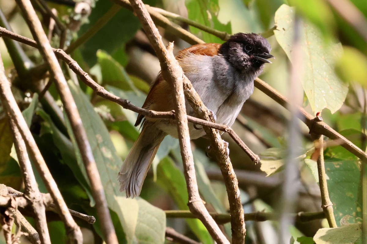 Rwenzori Hill Babbler - Olivier Langrand